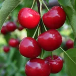 Irresistible Fresh Cherry Recipes to Try